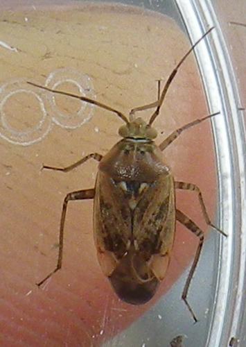 Lygus sp.